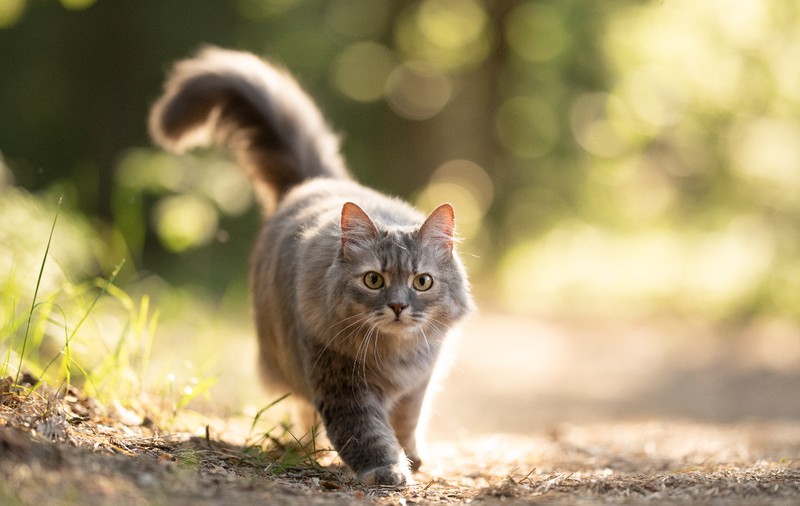 Un bărbat a adoptat un motan și a aflat după trei ani că riscă amendă și eutanasierea animalului