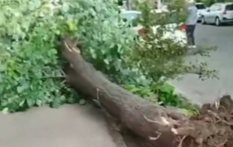 Femeie din Brăila, la un pas de moarte după ce un copac doborât de vânt a căzut lângă ea: „Locatarii de la bloc își făceau cruce” | VIDEO