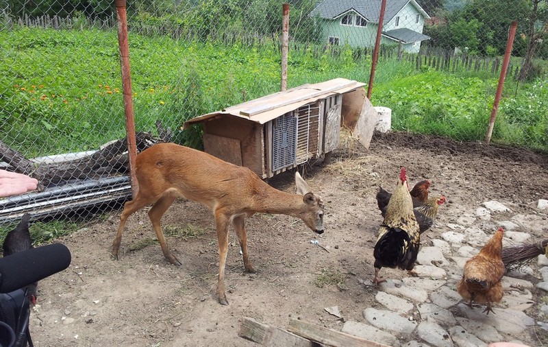 Un animal sălbatic s-a aciuat în gospodăria unei familii din judeţul Prahova | FOTO