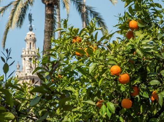 Sevilla are zeci de mii de portocali FOTO: EPA