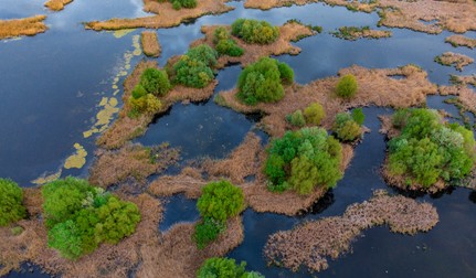 Delta Văcărești. Foto: Shutterstock