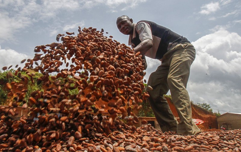 Sclavia celor mai săraci oameni ne aduce ciocolata pe masa de Crăciun. Lungul drum al boabelor de cacao, din inima Africii până la noi în magazin