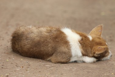 Puiul de câine nu a avut nici o șansă în fața cruzimii bărbatului. Foto ilustrativ: Shutterstock