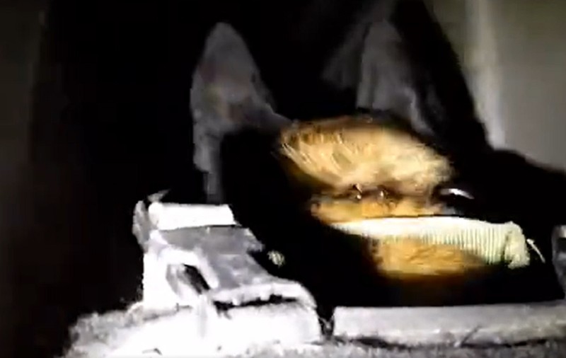Armata israeliană a antrenat câini feroce de atac și-i trimite în tunelurile din Gaza, ca să ucidă teroriștii Hamas. VIDEO