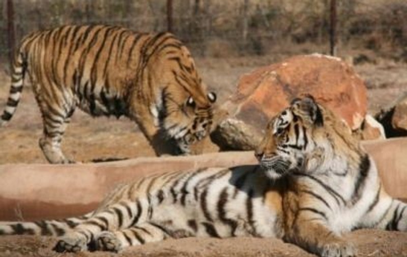 Tigrii salvați din România s-au mutat în casă nouă, la LIONSROCK