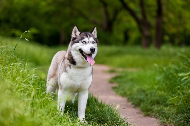Personalitatea câinelui Husky