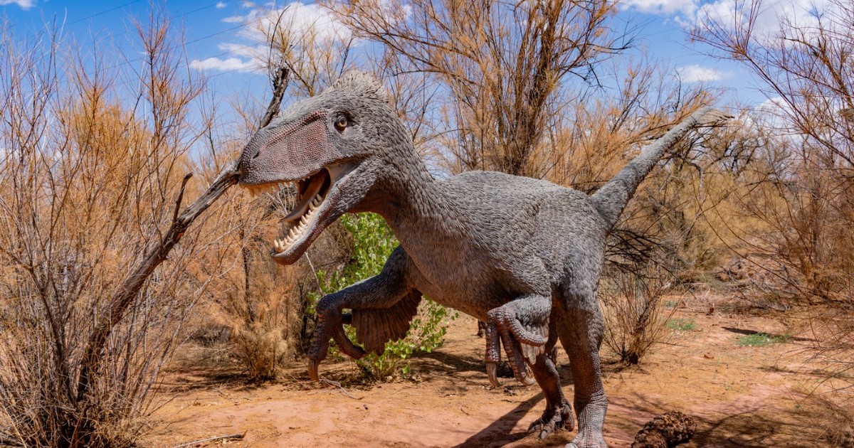 Imaginea prezintă o replică detaliată a unui dinozaur teropod (asemănător unui velociraptor), de culoare gri, cu gura deschisă și o atitudine dinamică, sugerând mișcare. Statuia este amplasată într-un peisaj arid cu pământ roșiatic și vegetație uscată, sub un cer albastru cu nori puțini, cel mai probabil fiind o expoziție în aer liber.