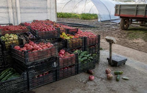 Legumicultorii vând sub costurile de producție în 2026. Ion Păunel spune că anul este „catastrofal”