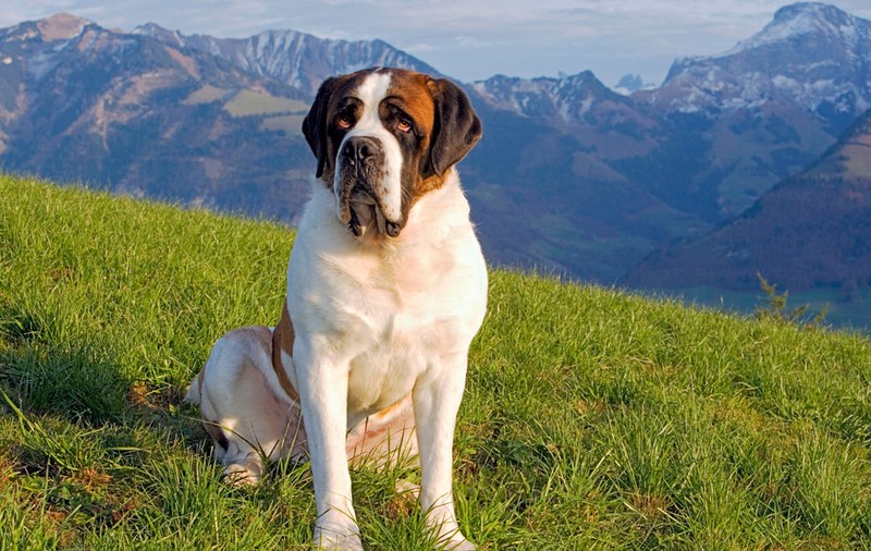 Saint Bernard - ce temperament și personalitate are cel mai iubit câine din lumea întreagă