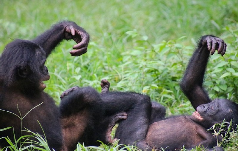 Originea limbajului uman ar putea fi mai veche. Maimuțele Bonobo folosesc apeluri vocale complexe, asemănătoare frazelor din limbajul uman
