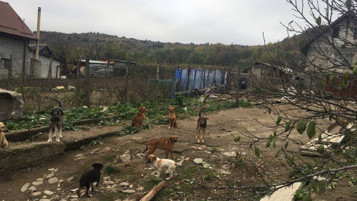 Zeci de câini se mănâncă între ei în județul Dolj. Animalele ar fi înfometate