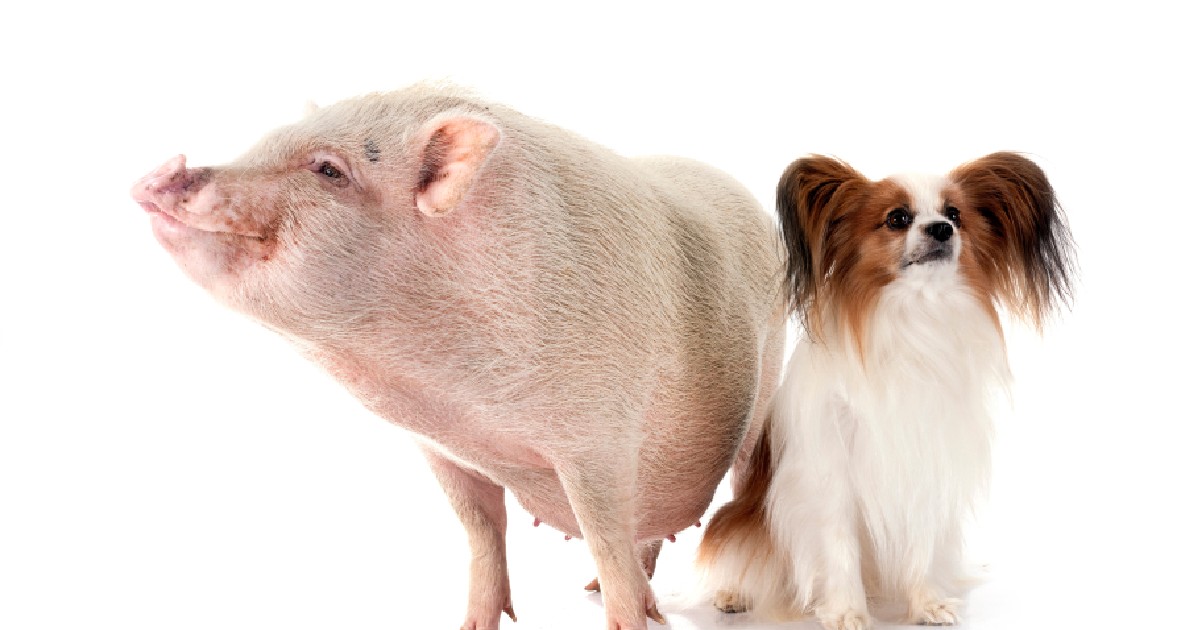 În poză apare un porc și un câine de statură mică
