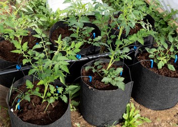 Ghiveciul din material textil poate fi folosit la transplantări