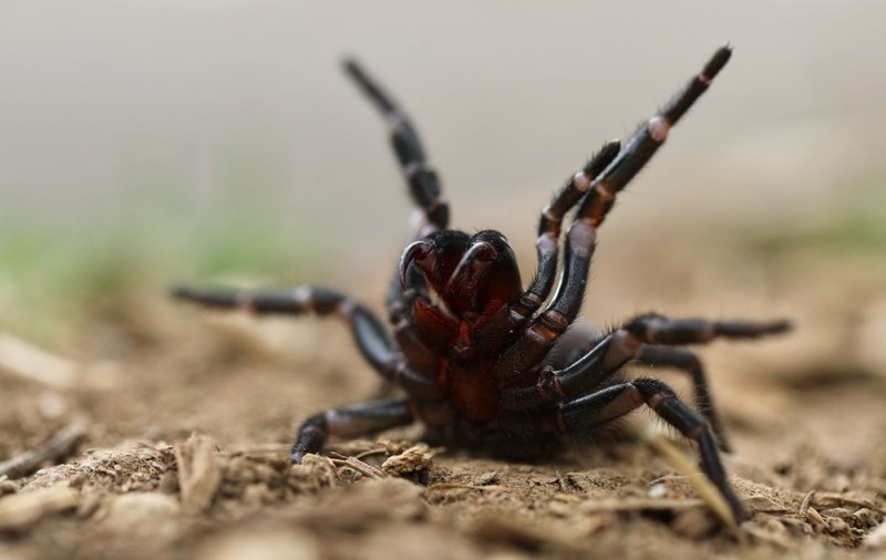 Cercetătorii au descoperit specii mai mari și mai veninoase de păianjen cu pânză-pâlnie. „Îi găsești în garaj sau în dormitor”