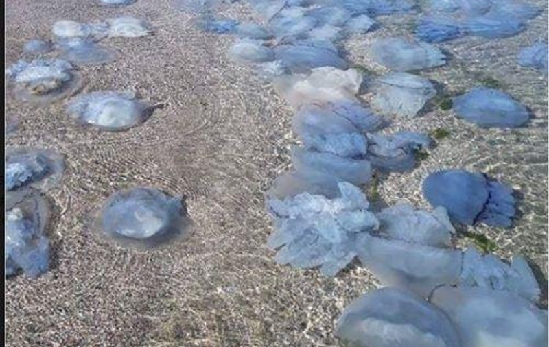 Plaja din Mamaia, invadată de meduze albastre uriașe