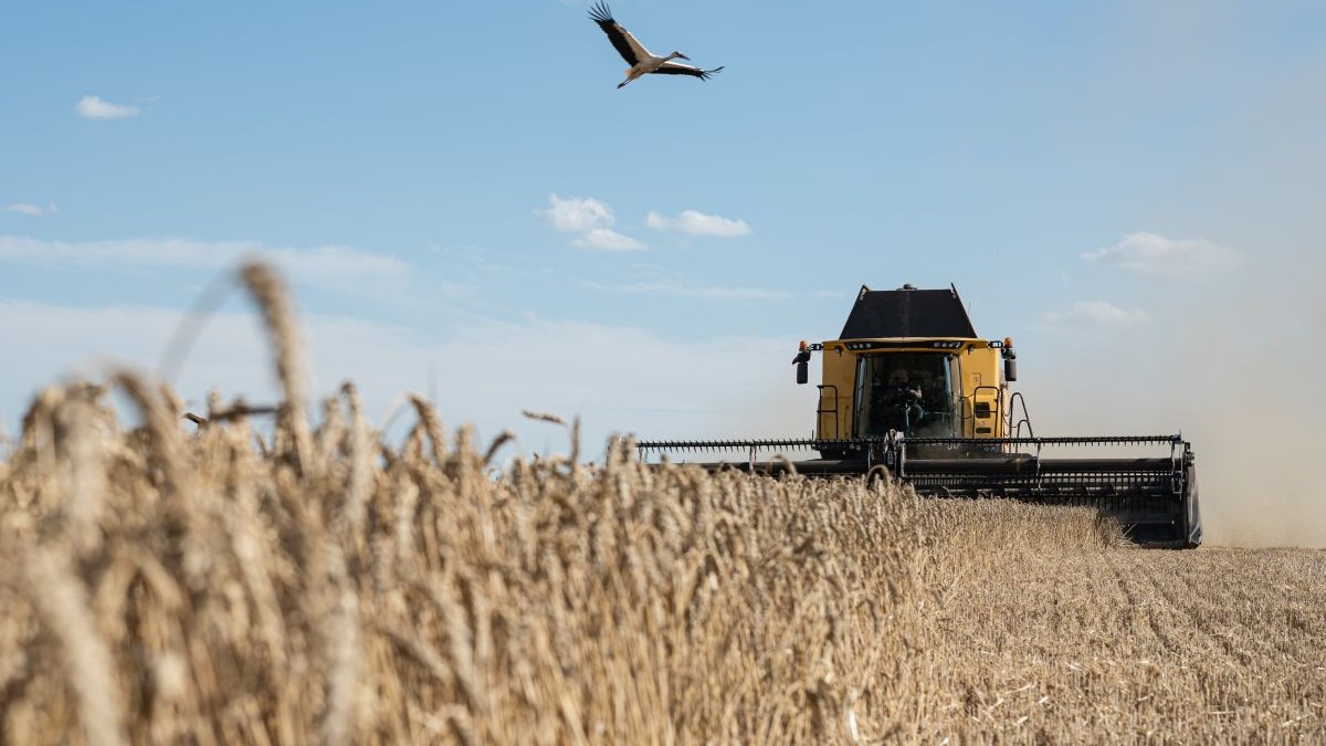 O barză zboară deasupra unui lan de grâu în timp ce o combină a companiei agricole TVK Seed recoltează grâu, la 29 iulie 2022, în apropiere de Mironivka, Ucraina