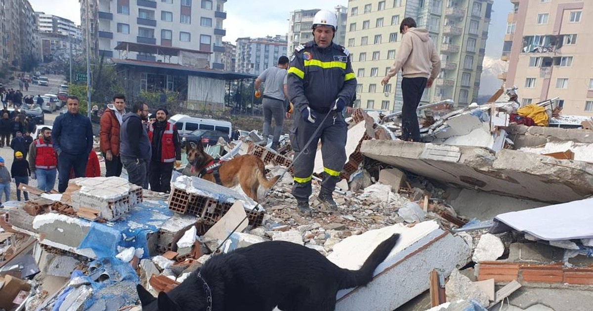 Câinii salvatori trimiși din România. Foto: IGSU