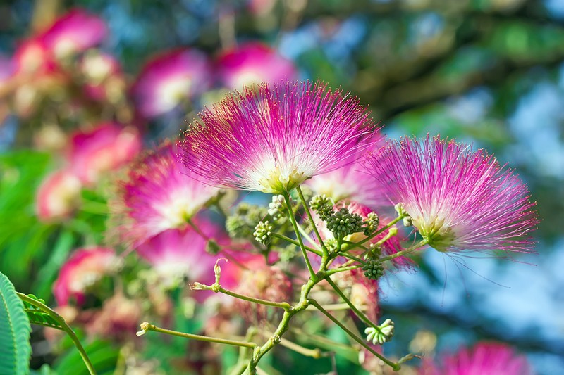 Albizia julibrissin