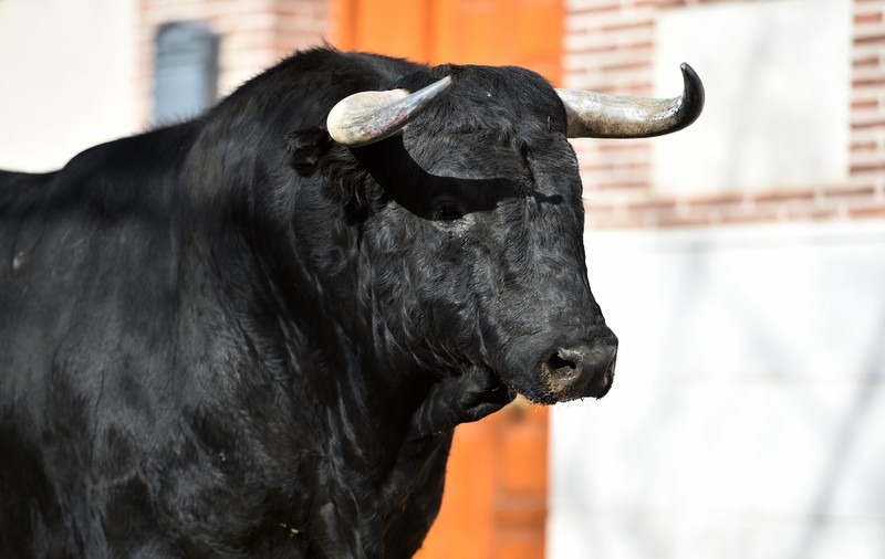 Bărbat din Neamț, rănit grav de un taur după ce l-a provocat precum un toreador