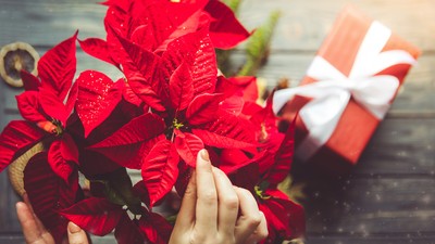 Ce este Crăciunița - Floarea Crăciunului