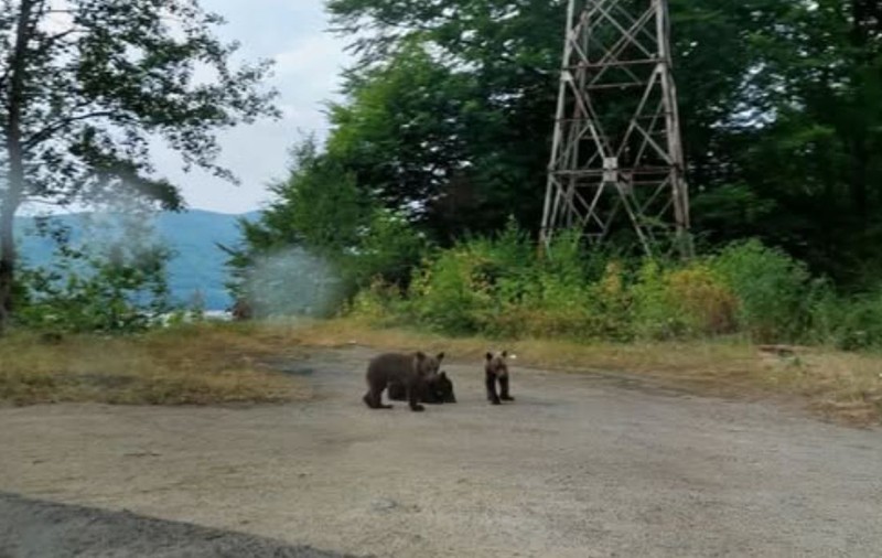 Puii orfani ai ursoaicei ucise pe Transfăgărășan sunt pasați de la o autoritate la alta. Mama urs nu ar fi trebuit să fie împușcată