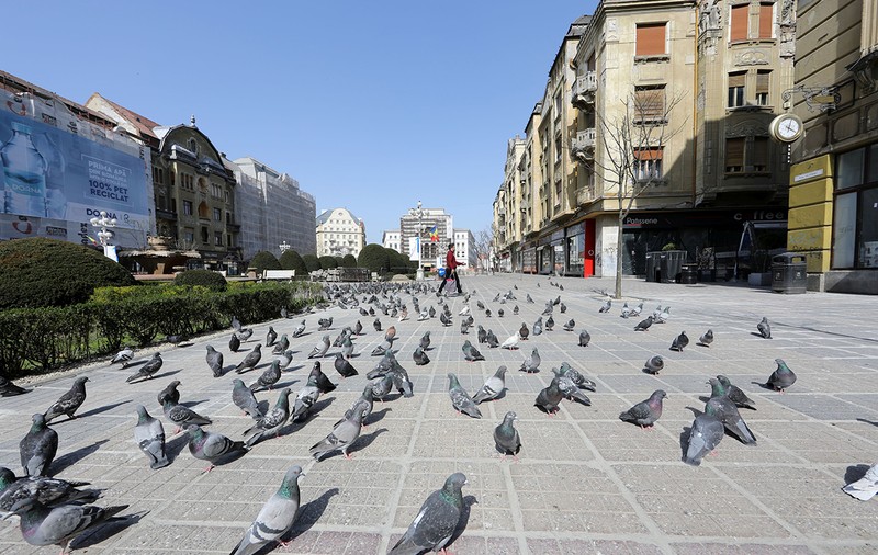 Hrănirea porumbeilor pe domeniul public, interzisă în Timișoara. Cât e amenda