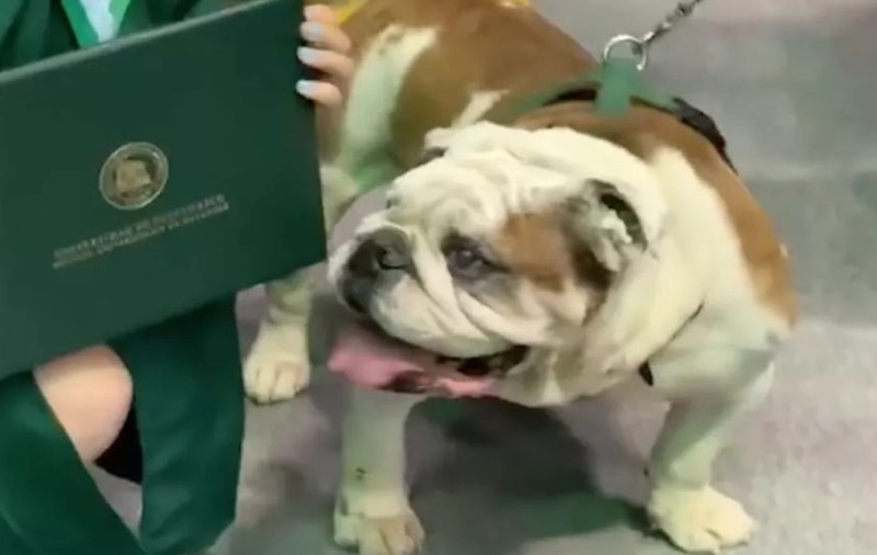 Tarzan, bulldog-ul care i-a distrus diploma unei absolvente de facultate | VIDEO