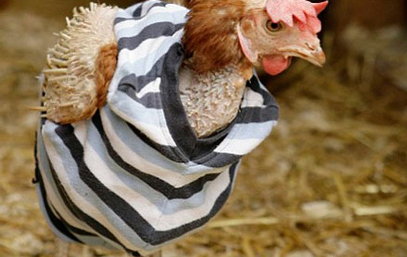 O găină fără pene, îmbrăcată să nu îngheţe de frig