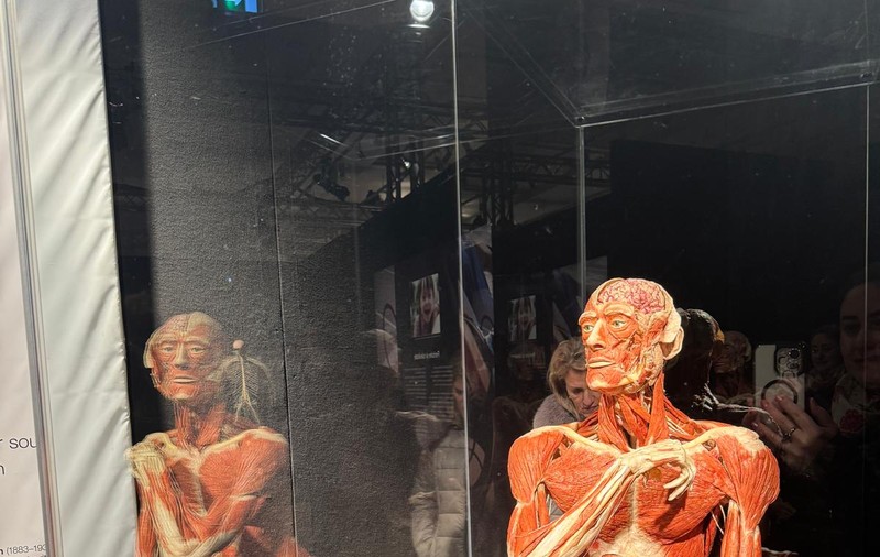 Expoziția de corpuri plastinate de la Biblioteca Națională se prelungește până pe 16 martie: „La cererea publicului”