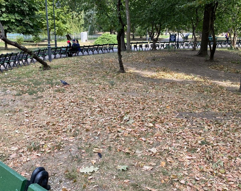 Cișmigiu, mândria tristă a Bucureștiului: pământ în loc de iarbă, alei distruse, garduri rupte și mirosuri insuportabile