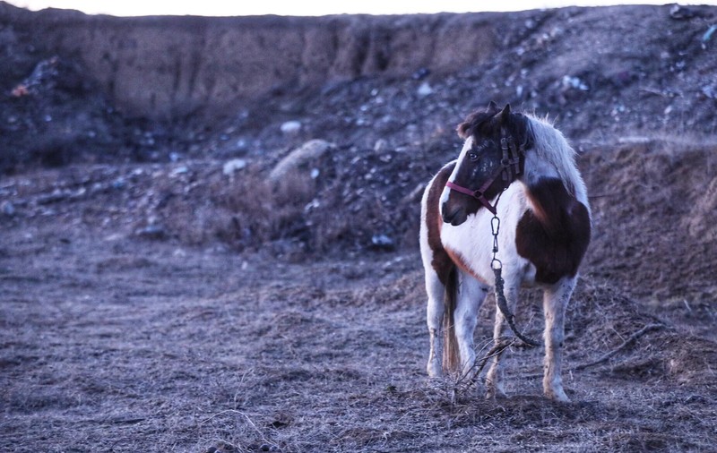 UPDATE | Peste 40 de cai maltratați, găsiți la Techirghiol. Animalele au fost bătute și abadonate în frig
