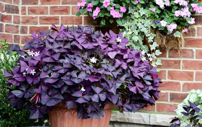 Cum să îngrijești Oxalis triangularis - trifoiul ornamental