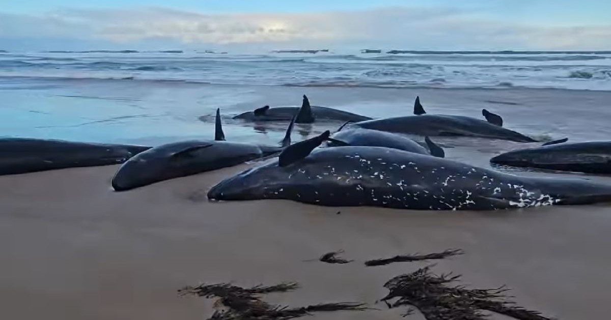 Balene eșuate pe o plajă, 18 februarie 2025, Sursă foto Captură Video