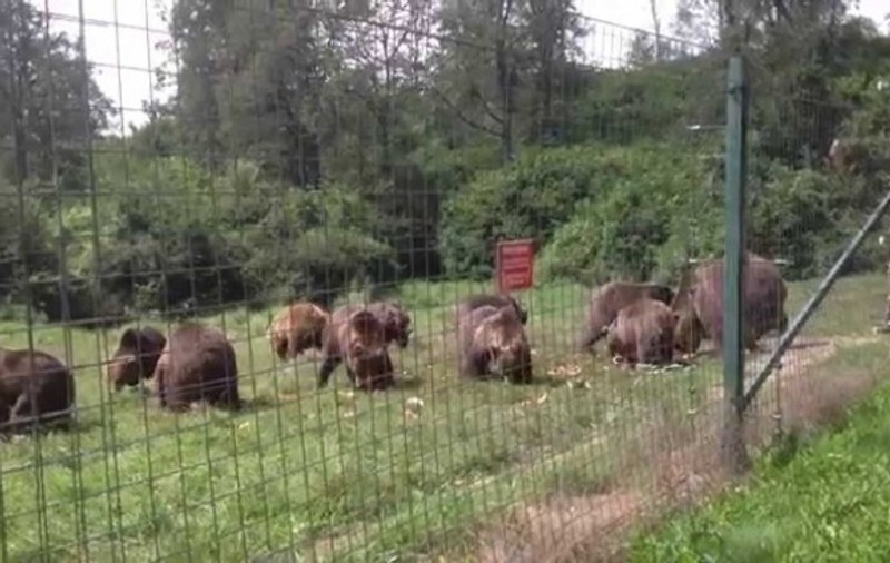 Loc de muncă part time la rezervația de urși de la Zărnești, plătit cât pentru o zi întreagă de muncă