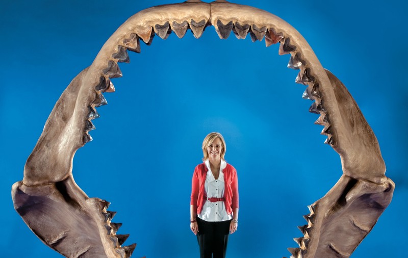 Megalodonii erau mai mari decât se credea, aveau pui uriași și un aspect unic