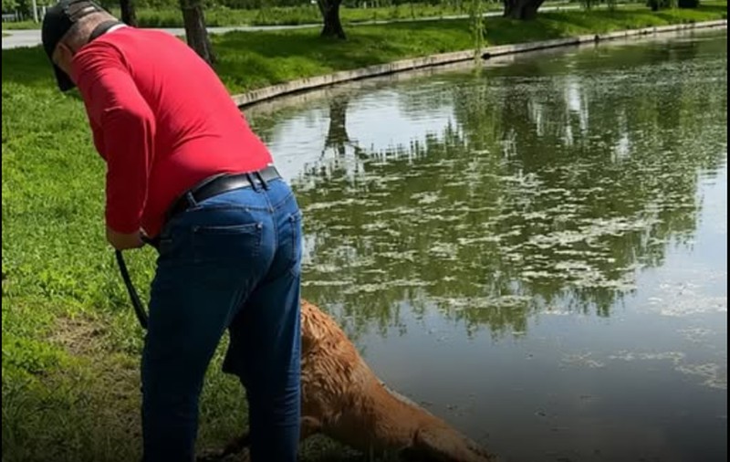 Dosar penal pentru cruzimea unui bărbat care și-a forțat câinele să stea sub apă până la epuizare. Martorii l-au salvat