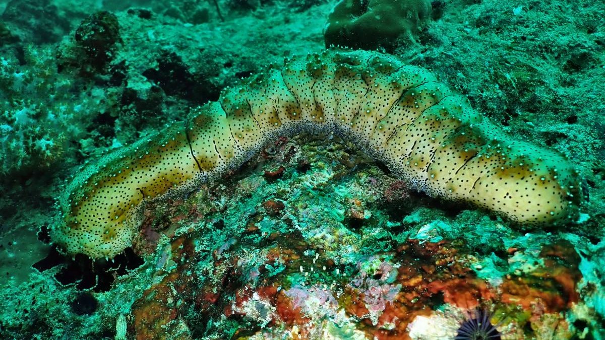 Vegetație, nisip, viermi și peștișori pe fundul Oceanului Pacific