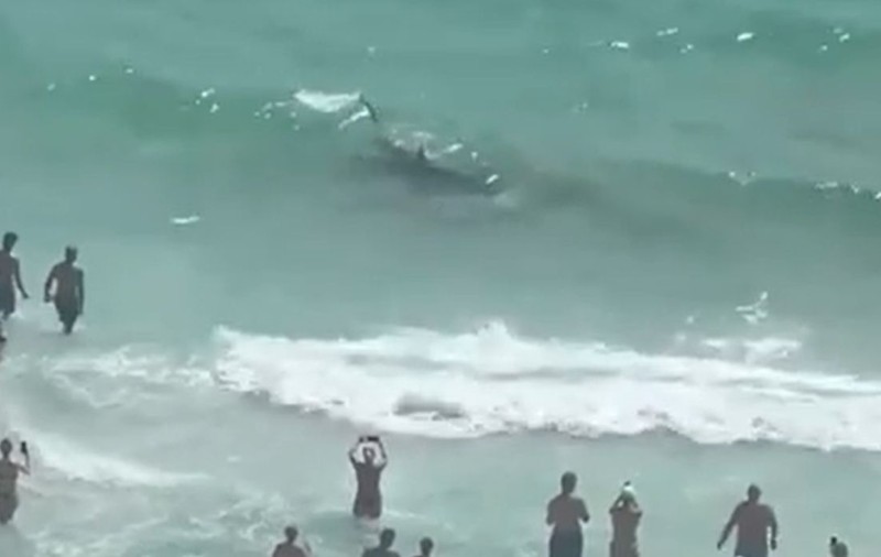 Un rechin se luptă cu o pisică de mare foarte aproape de mal, sub privirile uimite ale turiștilor pe o plajă din Florida | VIDEO