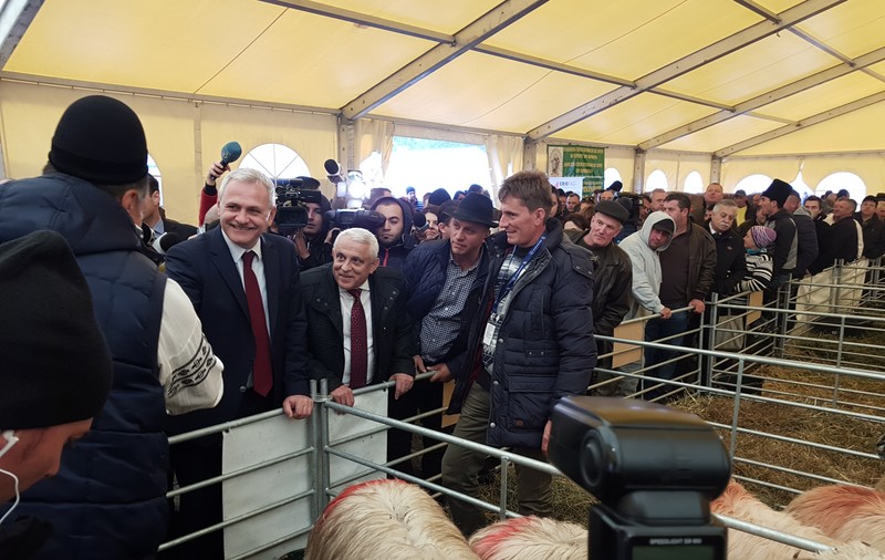 REPORTAJ. Dragnea și Daea, pe urmele oii, la Indagra: Au gustat pastramă, au probat căciuli și au făcut baie de mulțime