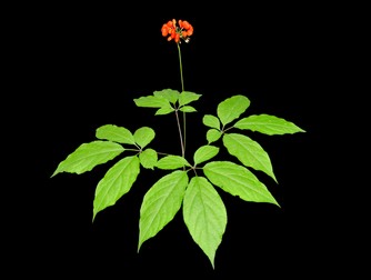 Fructele de ginseng