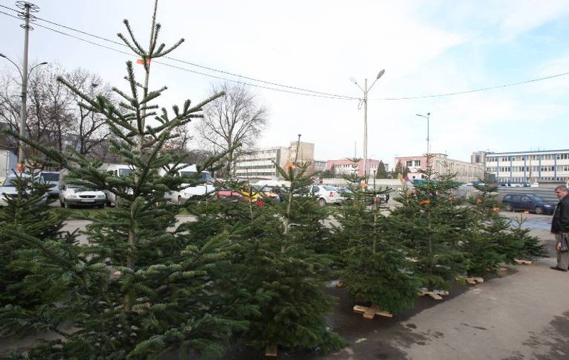 Brad cu 11.000 de beculeţe în parcul Crângaşi din Bucureşti