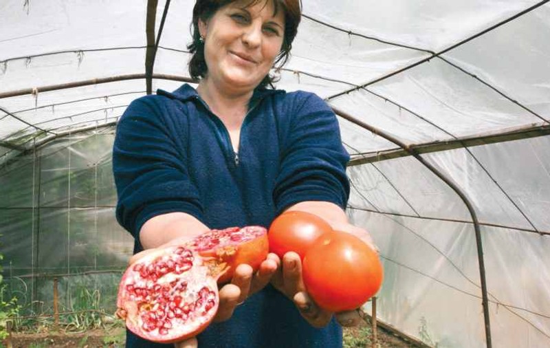 Vom cultiva rodii în loc de roşii