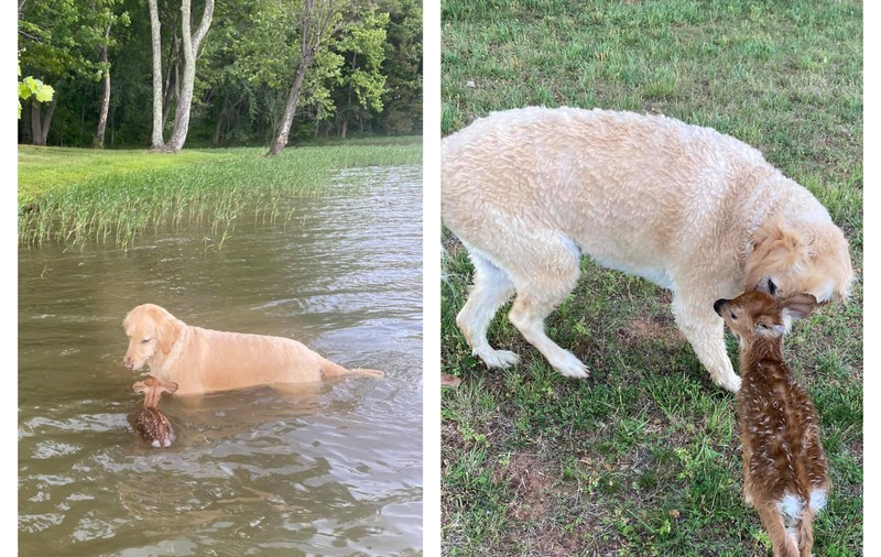 Momentul emoționant în care un labrador salvează de la înec un pui de căprioară