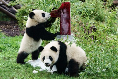 Urșii panda au fost scoși de pe lista animalelor pe cale de dispariție FOTO: EPA