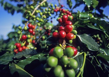 January 17, 2006: Red Ripe Coffee Cherry Ready To Be Picked On Plant. (Credit Image: © Carl Shaneff/Design Pics via ZUMA Wire)