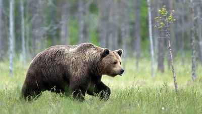 De ce evită autoritățile să împuște urșii care intră în orașe. Explicația unui primar dintr-o stațiune afectată frecvent