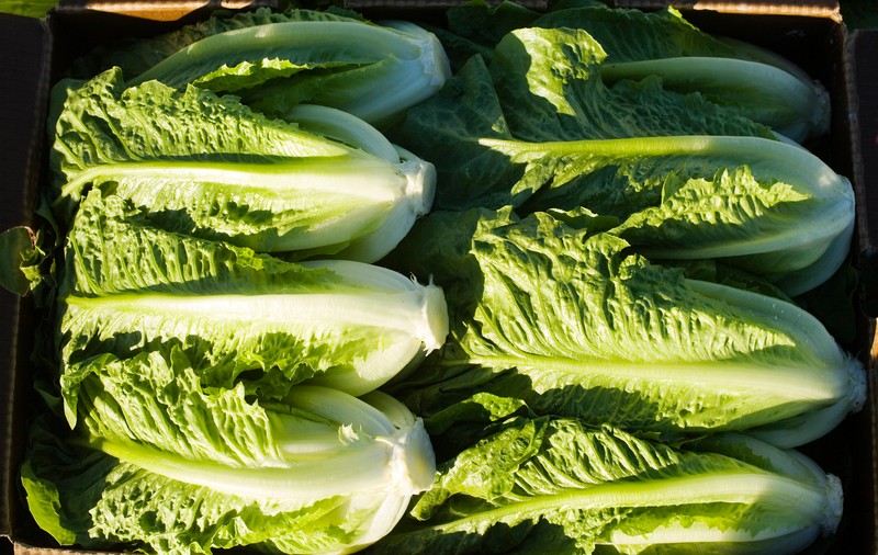 Cinci persoane au murit în SUA după ce au consumat salata cu E. Coli