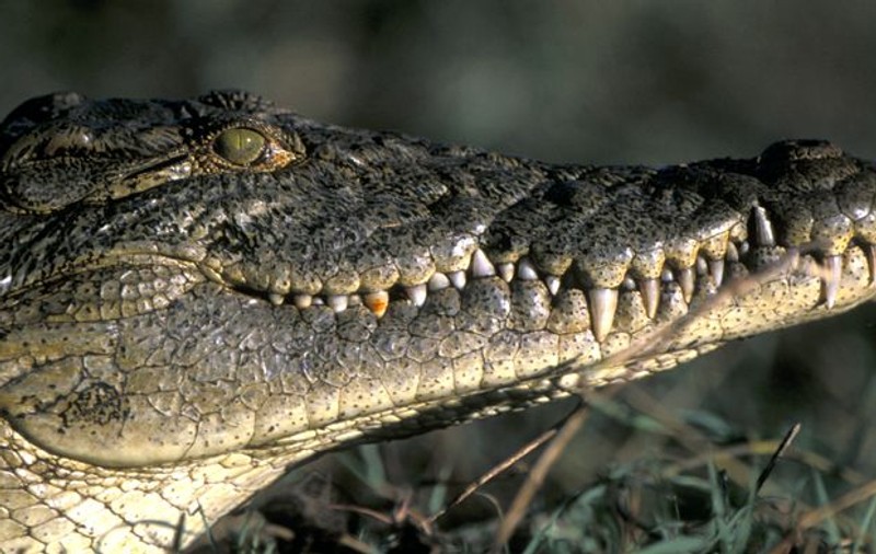 Trei crocodili, eliberați într-o școală din Australia
