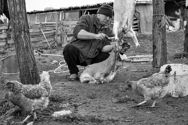 Niculae se ocupă şi de mieii sătenilor, pentru că numai el ştie meşteşugul belitului