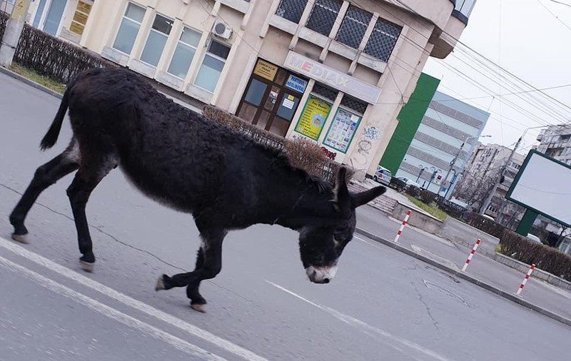 VIDEO VIRAL | Un măgar s-a plimbat pe străzile din Ploiești și a blocat traficul
